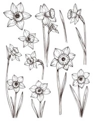 Collection of detailed line drawings of daffodils.  Various angles and positions.  Botanical style