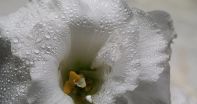 White flower. Bloom art. Defocused color eustoma plant water nature yellow dew pistils wet petals on abstract tropical background.