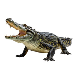 Crocodile isolated on transparent background, cut out