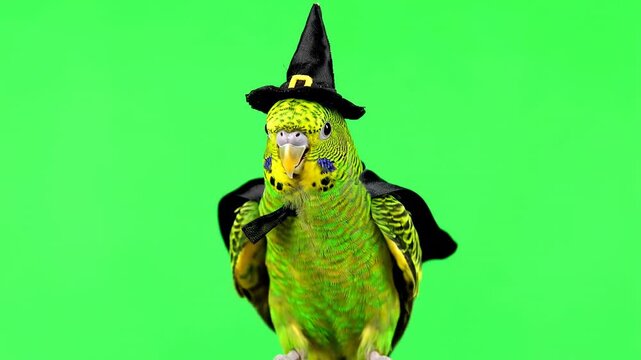 witch on a broom