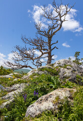 subalpine vegetation at the beginning of the summer flowering period, endemic in nature