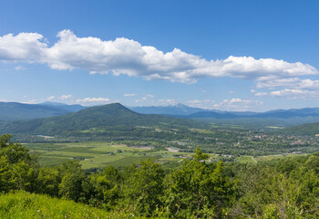 Fototapeta premium subalpine vegetation at the beginning of the summer flowering period, endemic in nature