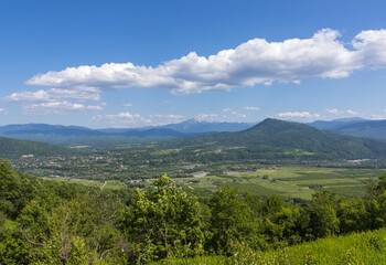 Fototapeta premium subalpine vegetation at the beginning of the summer flowering period, endemic in nature