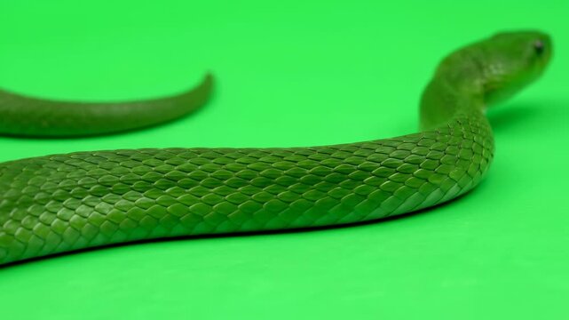 close up of a green snake