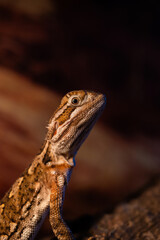 bearded dragon lizard