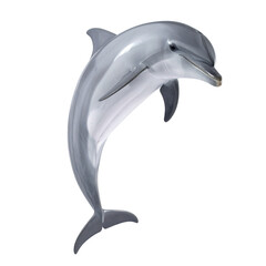 Fototapeta premium dolphin, on transparent background, cutout