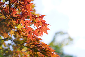 Close-up of vibrant red and orange maple leaves under soft sunlight, symbolizing the beauty of autumn and seasonal change. The blurred green and blue background enhances the warmth and tranquility of 