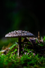 mushroom in the forest