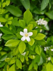 White jasmine flower blooming among fresh green leaves in garden