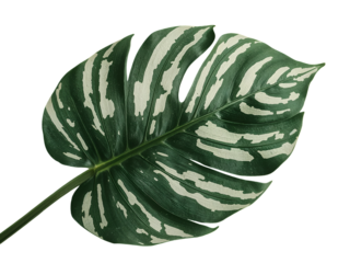 Variegated Monstera Deliciosa leaf with white and green patterns isolated on a transparent background