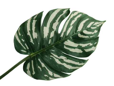 Variegated Monstera Deliciosa leaf with white and green patterns isolated on a transparent background