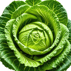 Fresh cabbage with ruffled leaves in a tight, concentric pattern