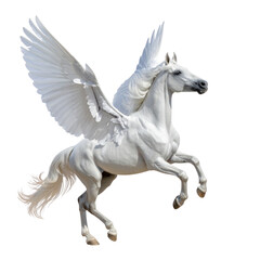 Fototapeta premium Pegasus on a transparent background, cut out