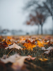 The Golden Season: A Collection of Autumn-Themed Backgrounds
