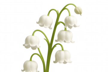 Lily of the valley flowers blooming on a green stem, representing spring symbolism and fresh purity, with a transparent background