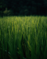 Rice fields, rice plants in the green rice fields