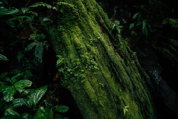 Green moss and hand on tree in the forest. Image for sustainable environment.