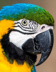 Close-up parrot head