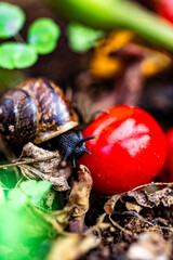 snail in the garden