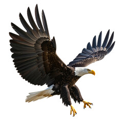 Obraz premium american bald eagle, on transparent background, cutout
