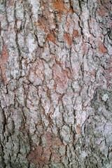 Close up of Tree Bark Texture
