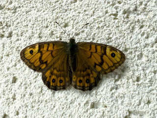 Wall Brown butterfly (Lasiommata megera) resting on a textured white wall. Detailed close-up showing orange-brown wings with characteristic eye spots.