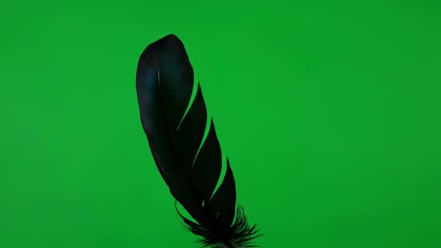 green feather on black background
