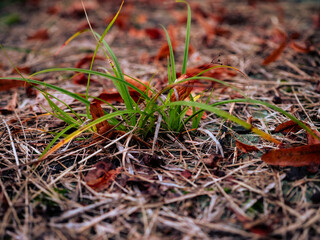 Close-up of green grass growing through dry leaves and pine needles on the ground, symbol of renewal and natural life cycle.