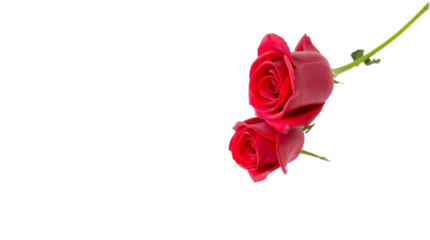 Two Deep Pink or Red Roses with Stems on a Light Background