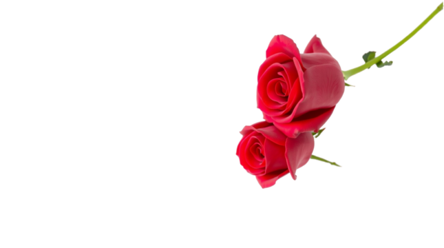 Two Deep Pink or Red Roses with Stems on a Light Background