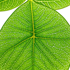 Obraz premium Detailed green leaf veins against a dark background