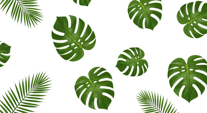 Fototapeta Tropical vibes with lush monstera and palm leaves, perfect for summer designs, vacation promos, and botanical themes adding a fresh, vibrant touch to any project