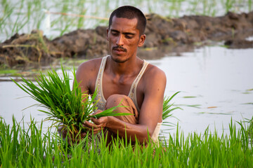 Rural farmer working in rice field holding green paddy seedlings, traditional agriculture lifestyle in village
