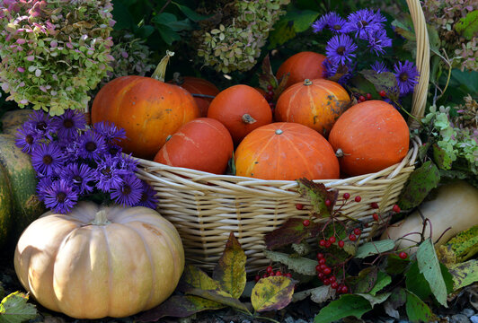 Vintage still life with pumpkins in the basket, flowers and decorations outside, thanksgiving day background, autumn calendar season concept