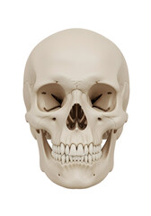 Detailed Frontal View Human Skull Anatomical Study Isolated on Black Background with Beige Tones and Shadow