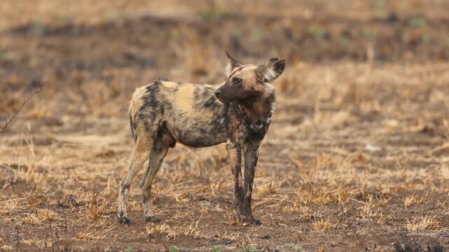 An African wild dog or painted hunting dog (Lycaon pictus) standing in natural habitat, Kruger National Park, South Africa