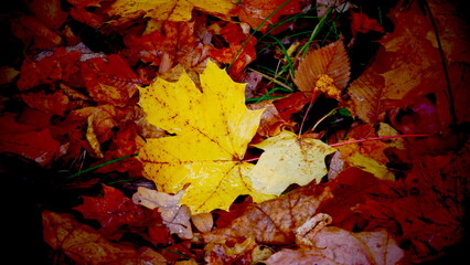 Bright leaves in the forest on an autumn day. © panserg