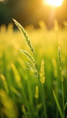 Golden Sunlight Bathes Swaying Tall Grass in a Summer Field, Creating a Wave-Like Effect of Gentle Movement and Picturesque Botany
