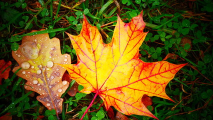 Bright leaves in the forest on an autumn day.