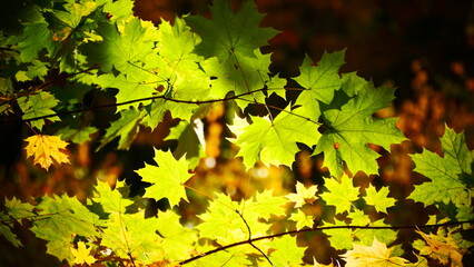 Bright leaves in the forest on an autumn day. © panserg