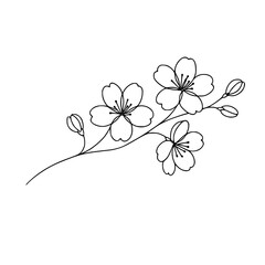 cherry blossom branch