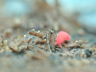 Red springtail on the rotten wood