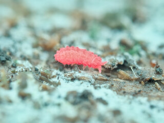 Red springtail on the rotten wood