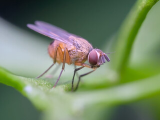 Tiger fly on the leaf