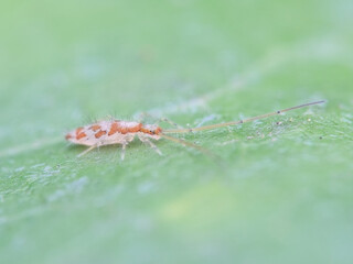 Asian springtail on the leaf