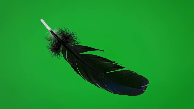 feather on black background