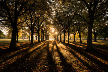 Fototapeta premium Sunlight streams through a symmetrical row of autumn trees, autumn park