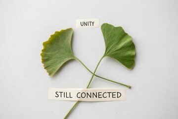 Two Ginkgo Leaves Symbolizing Unity and Connection on White Background for Artistic and Inspirational Use