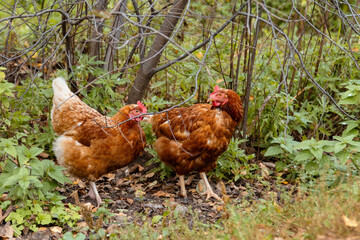 In the background are thick grass and fallen leaves.Two red hens stroll through the forest among branches and low green vegetation.