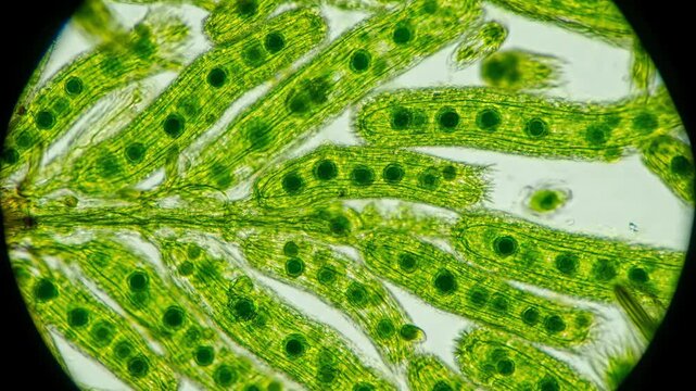 Microscopic View of Algae Structure Under Light Magnification